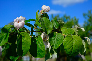 kwitnąca pigwa pospolita, gruszkowata, Cydonia oblonga, quince, kwitnące drzewo pigwowe na tle niebieskiego nieba, kwitnąca gałąź pigwy, blooming quince tree on the blue sky, blooming quince branch 