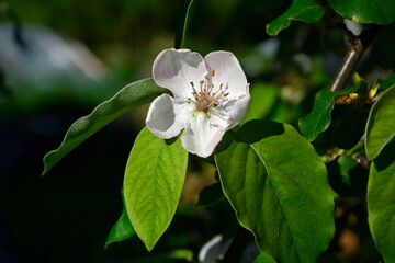 kwiat pigwy pospolitej, gruszkowatej, Cydonia oblonga, quince, kwitnące drzewo pigwowe z białymi kwiatami, kwitnąca gałąź pigwy wiosną, blooming quince tree with white flowers, blooming quince branch  © kateej