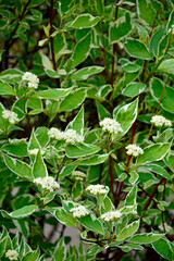 Fototapeta premium Dereń biały (Cornus alba) odmiana Elegantissima, kwitnący dereń z biało-zielonymi liśćmi, dereń ozdobny, white dogwood variety Elegantissima, a flowering dogwood with white-green leaves, 