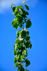 kwitnąca pigwa pospolita, gruszkowata, Cydonia oblonga, quince, kwitnące drzewo pigwowe na tle niebieskiego nieba, kwitnąca gałąź pigwy, blooming quince tree on the blue sky, blooming quince branch  © kateej