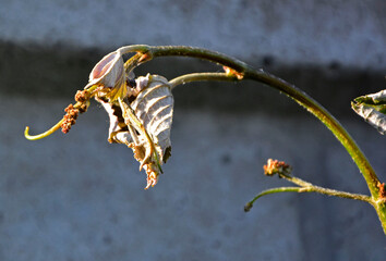 pąki i liście winorośli uszkodzone przez mróz, winorośl uszkodzona przez wiosenne przymrozki, buds and leaves of vines damaged by spring frosts, brown buds and leaves of grapevine after frosty night  © kateej