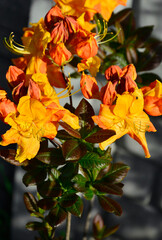 pomarańczowe kwiaty azalii, kwitnący różanecznik, azalia, rododendron (Rhododendron), odmiana Gibraltar, variety Gibraltar, wiosenne kwiaty, spring flowers	