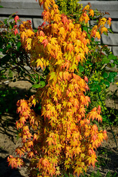 Klon palmowy Orange Dream, (Acer palmatum), klon odmiana Orange Dream, Japanese maple, palmate maple, smooth Japanese maple, Japanese Maple Orange Dream	