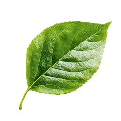 Obraz premium Green leaves illustration isolated on white background showcasing natural beauty and texture details, green leaves illustrationon isolated on white background