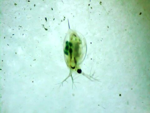 Daphnia swimming ina little water on microscope glass