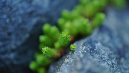 Moss growing on rocks.