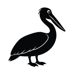 pelican on white background