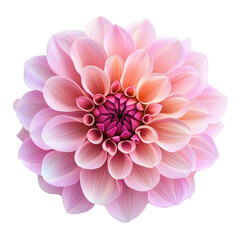 Fototapeta premium Captivating pink dahlia flower isolated on Transparent background displaying intricate petal arrangement and natural beauty, Pink Dahlia Flower isolated on PNG background
