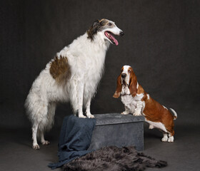 Tall and Short Dogs Standing Together in Studio
