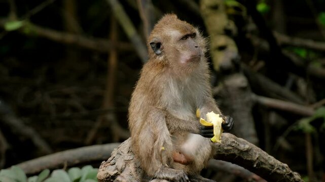 Long tailed macaque enjoys a piece of exotic jackfruit sitting on a branch in a tropical forest
