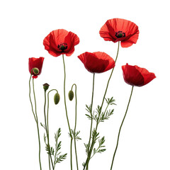 Fototapeta premium Vibrant poppy flowers in various stages of bloom isolated on a clean Transparent background, Red poppy flowers isolated on PNG background