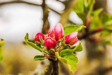 Close up view of pink apple tree  and green leaves on branch during early spring blooming period. Sweden.