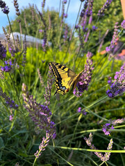 A delicate yellow-black butterfly perched on a vibrant lavender flower, creating a stunning contrast of colors in a serene natural setting.