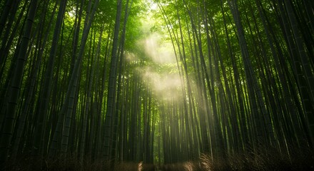 Sunlit Bamboo Forest A Serene and Peaceful Nature Scene