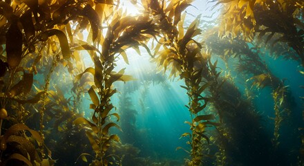 Obraz premium Underwater Kelp Forest Sunlight Filtering Through the Lush Seaweed