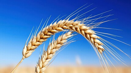 Three golden wheat stalks with blue sky background is shown