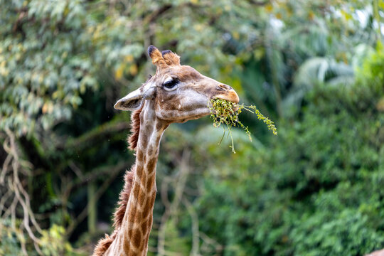 Head close up of a Giraffe eating at the zoo of S&atilde;o Paulo, Brazil