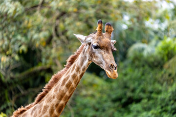Head close up of a Giraffe at the zoo of São Paulo, Brazil