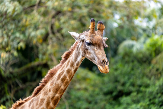 Head close up of a Giraffe at the zoo of S&atilde;o Paulo, Brazil