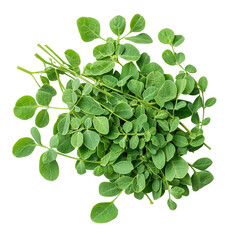 Moringa herb leaves isolated on Transparent background showcasing fresh greenery for culinary and health uses, Moringa herbsisolated on PNG background