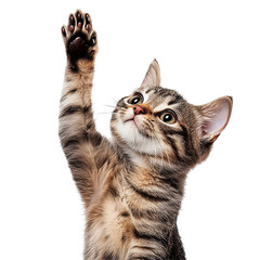 Cat gives high five and poses for camera in striking isolated setting, cat giving high five, look on camera, isolated white background