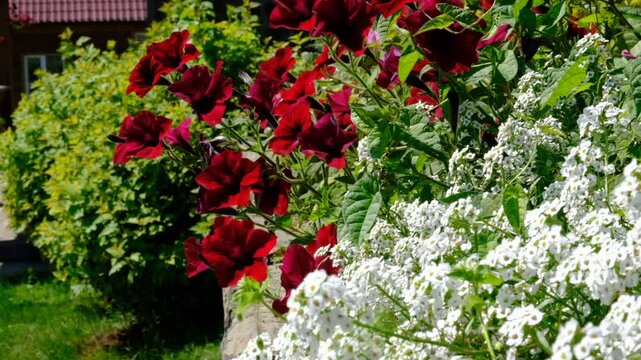 White Alyssum flowers, Sweet Alice Lobularia Maritima on home garden. Summer hot windy day. Courtyard	