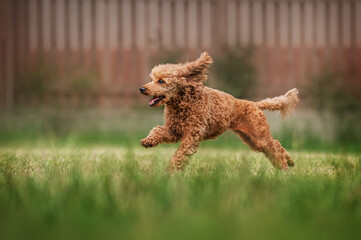 red poodle dog having fun walking in nature on a green lawn