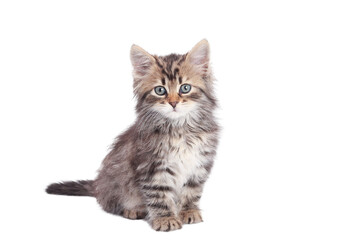 Adorable fluffy kitten with dry cat food on transparent PNG background. Perfect for product...