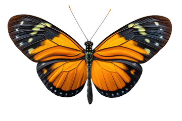 Fototapeta premium Colorful butterfly gracefully displaying vibrant orange and black wings on a transparent background, showcasing intricate patterns and beauty