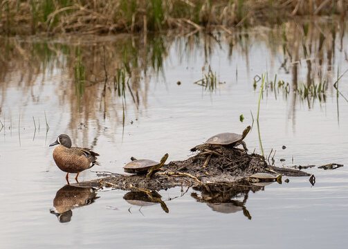 Painted turtles sit in the sun as a blue-winged teal stands by