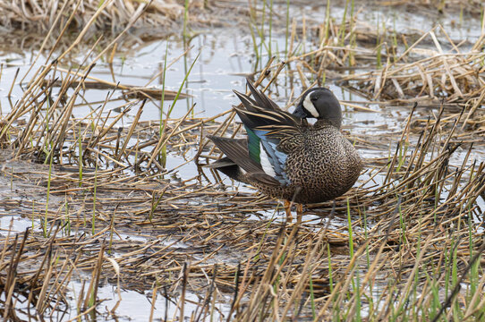 A blue-winged teal cleans its wings while surrounded by water and weeds
