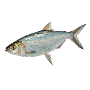 hilsa fish isolated on white or transparent png