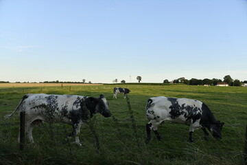 Vaches laitières sous la lumière du crépuscule à Ghislenghien (Ath) 