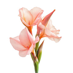 Fototapeta premium Closeup of pink canna flower on a Transparent background showcasing delicate petals and vibrant colors, Closeup isolated pink canna flower on PNG background