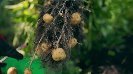 garden self-sufficient gardening harvest plants food vegetables fruit fresh food healthy food biological organic potatoes harvest