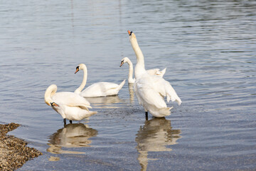Group of elegant white swans standing and swimming in shallow water near the shore
