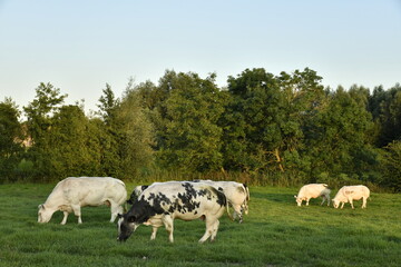 Vaches laitières broutant l'herbe d'une prairie en fin de journée à Ghislenghien (Ath) 