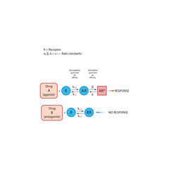Comparison of Agonist and Antagonist Drug-Receptor Interactions: Mechanisms of Occupation, Activation, and the Resulting Biological Response Based on Affinity and Efficacy Principles