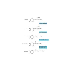 Catecholamine Biosynthesis Pathway – Tyrosine, Dopa, Dopamine, Noradrenaline, Adrenaline – Enzymatic Steps and Molecular Structures. 