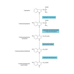 Serotonin Biosynthesis and Metabolism &ndash; Tryptophan to 5-HIAA &ndash; Enzymatic Steps and Molecular Structures