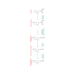 Serotonin Biosynthesis and Metabolism – Tryptophan to 5-HIAA – Enzymatic Steps and Molecular Structures