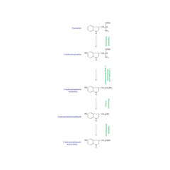 Serotonin Biosynthesis and Metabolism &ndash; Tryptophan to 5-HIAA &ndash; Enzymatic Steps and Molecular Structures