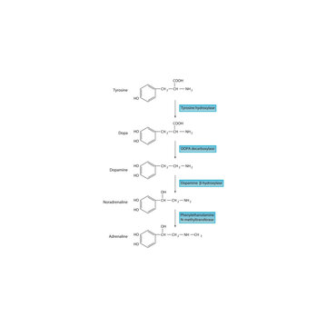 Catecholamine Biosynthesis Pathway &ndash; Tyrosine, Dopa, Dopamine, Noradrenaline, Adrenaline &ndash; Enzymatic Steps and Molecular Structures. 