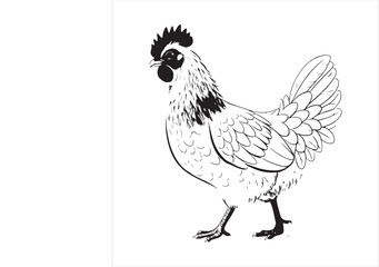 Chicken Vector