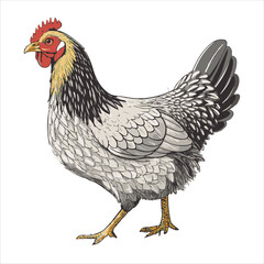 Chicken Vector