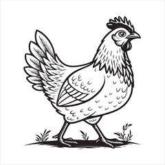 Chicken Vector