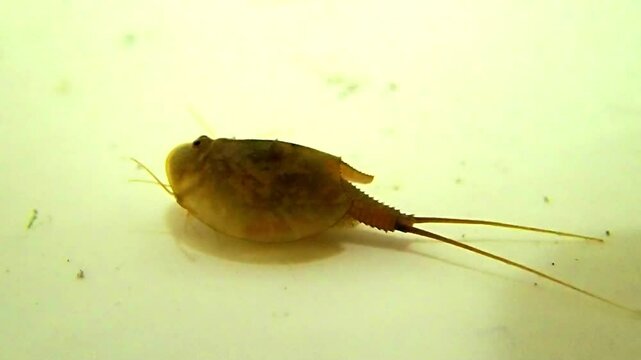 Tadpole shrimp in the water