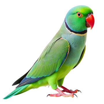 Indian Ringneck Parrot Isolated On Transparent Background. Indian Ringneck Parrot PNG.