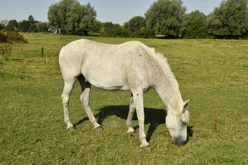 Jument blanche broutant l'herbe d'une prairie &agrave; Ghislenghien (Ath)