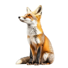 Fototapeta premium Fox sitting gracefully against a white background showcasing its vibrant fur and curious expression, Fox isolated white background